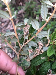 Spyridium parvifolium