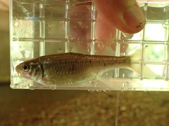 Luxilus chrysocephalus