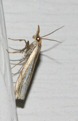 Crambus saltuellus