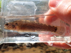 Etheostoma squamiceps