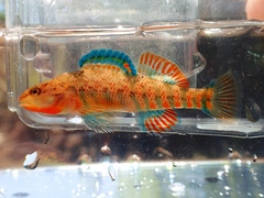 Etheostoma caeruleum