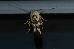 Stathmopoda melanochra