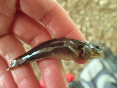 Etheostoma squamiceps