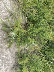 Kunzea leptospermoides