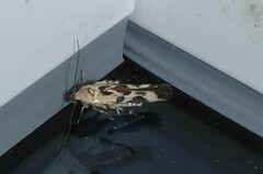 Stathmopoda melanochra