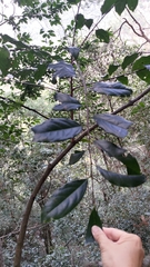 Diospyros morrisiana