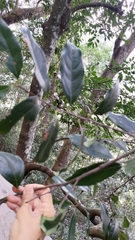 Diospyros morrisiana