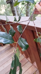 Diospyros morrisiana