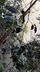Diospyros morrisiana