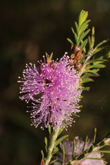 Melaleuca decussata