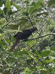 Macropygia phasianella