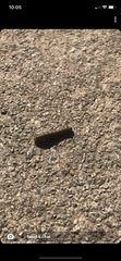 Anisota pellucida