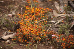 Eutaxia microphylla