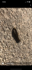 Anisota pellucida