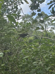 Macropygia phasianella