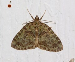 Hydriomena renunciata