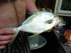 Trachinotus carolinus