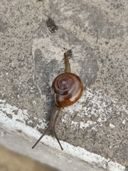 Gastropoda