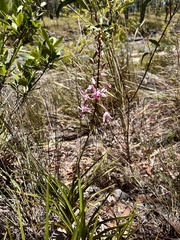Dipodium ensifolium
