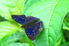 Doxocopa