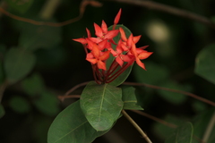 Ixora coccinea