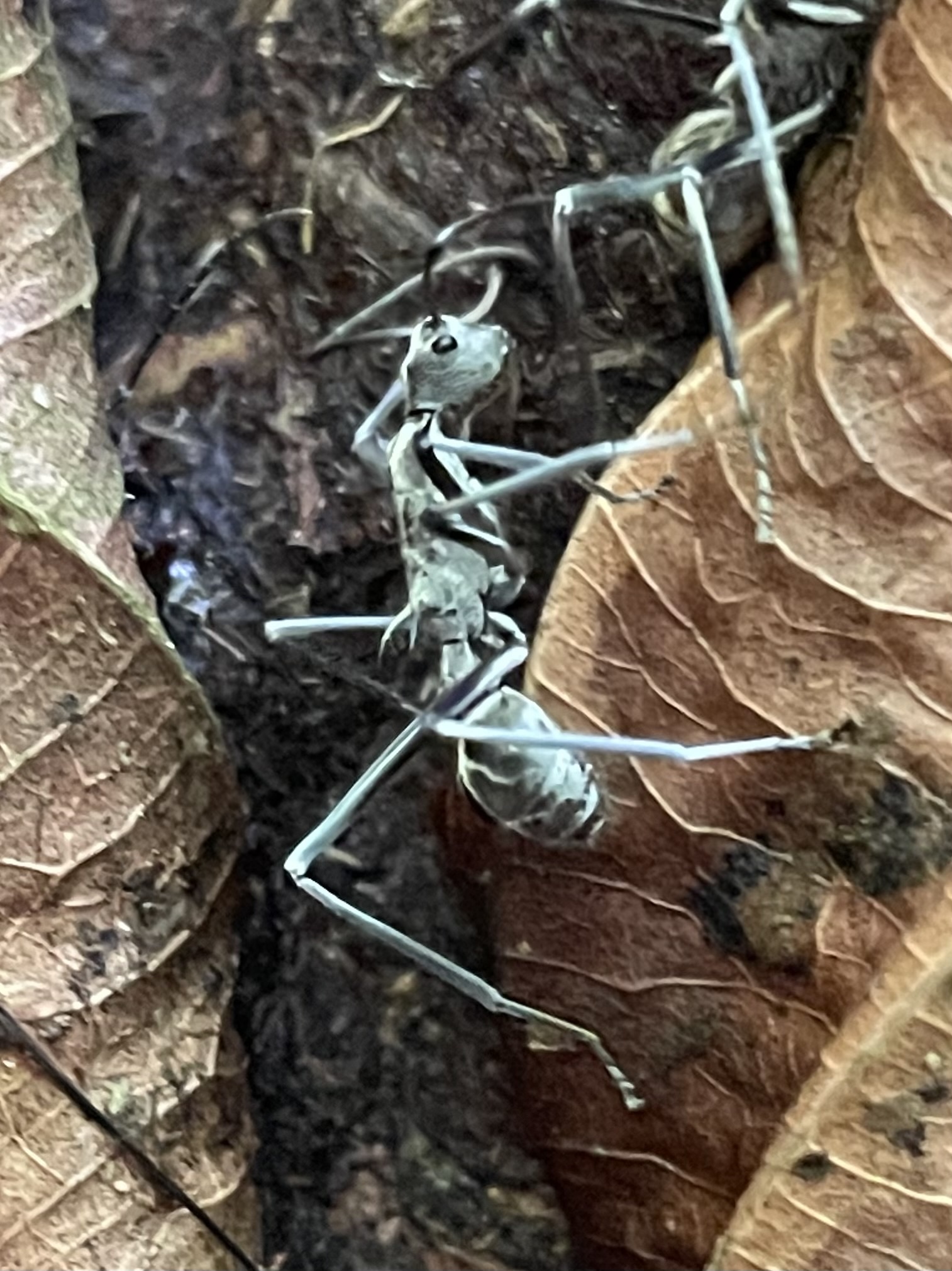 Polyrhachis sexspinosa