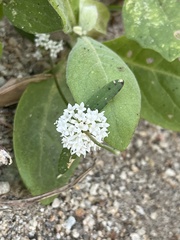 Mitracarpus floribundus