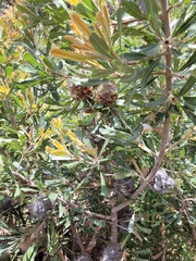 Banksia ornata