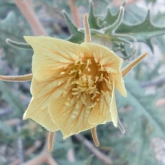 Mentzelia hirsutissima
