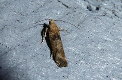 Anisoplaca acrodactyla