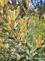 Banksia ornata
