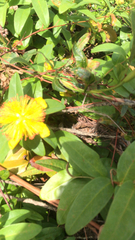 Hypericum calycinum