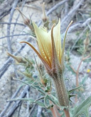 Mentzelia hirsutissima