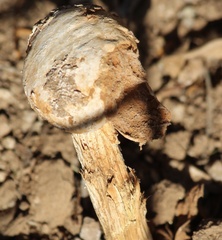 Battarreoides diguetii