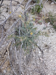 Mentzelia hirsutissima