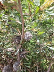 Banksia ornata