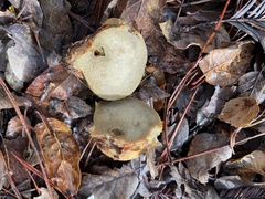 Rhizopogon