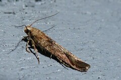 Anisoplaca acrodactyla