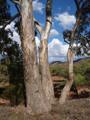 Eucalyptus intertexta