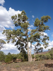 Eucalyptus intertexta