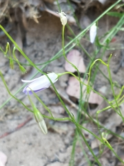 Wahlenbergia stricta