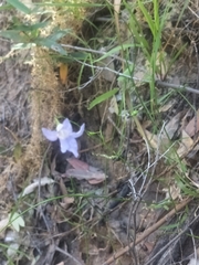 Wahlenbergia stricta