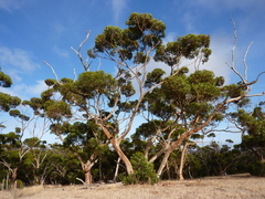 Eucalyptus cladocalyx cladocalyx