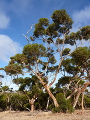 Eucalyptus cladocalyx cladocalyx