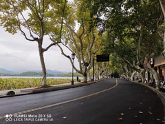 Platanus × hispanica