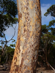 Eucalyptus cladocalyx cladocalyx