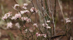 Calytrix alpestris
