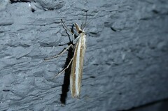 Orocrambus vittellus