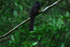Trogon viridis