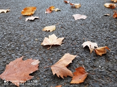 Platanus × hispanica